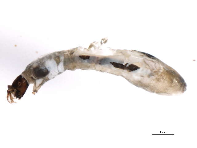 Sivun Gigantodax femineus (Edwards 1931) kuva