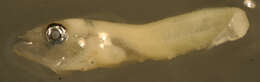 Image of labrisomid blennies