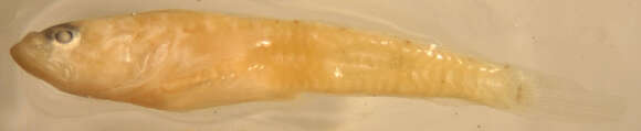 Image of gobies