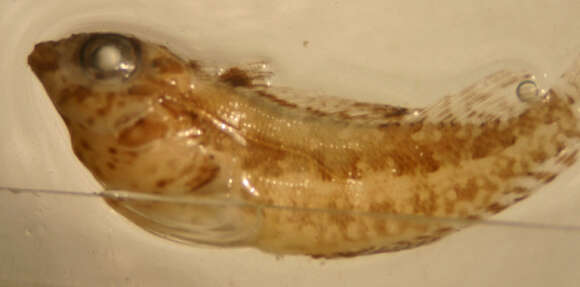 Image of Throatspotted blenny