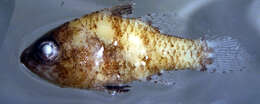 Image of Kurtiformes