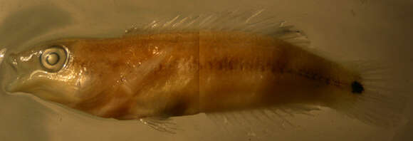 Image of Goldstripe wrasse