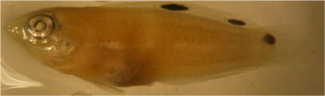 Image of Biocellate wrasse