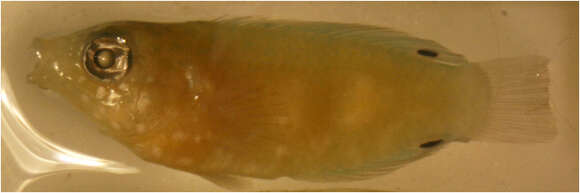 Image of Twister Wrasse