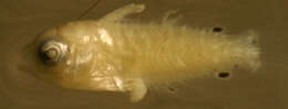 Macropharyngodon ornatus Randall 1978 resmi