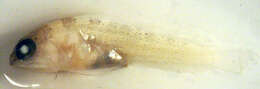 Слика од Opistognathidae
