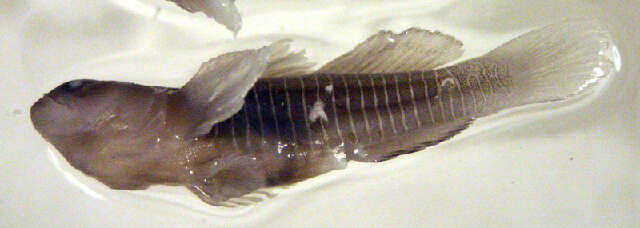 Image of Tigrigobius