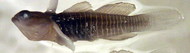 Image of Tigrigobius