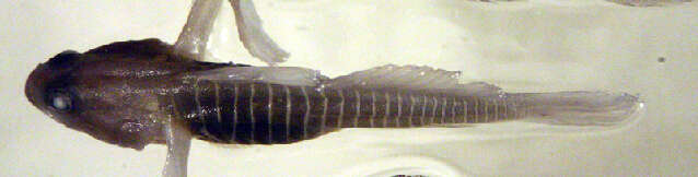 Image of Tigrigobius