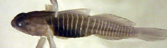 Image of Tigrigobius