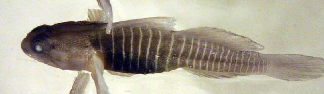 Image of Tigrigobius