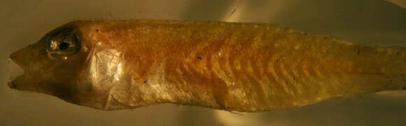 Image of Knife razorfish