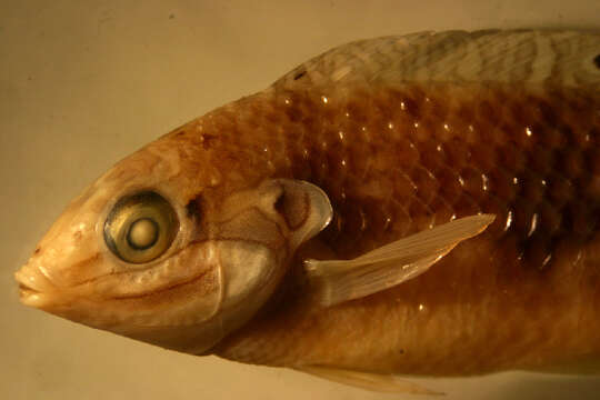 Image of Pink-belly wrasse