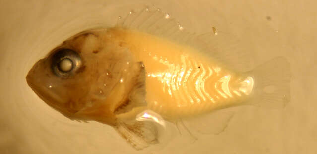 Image of Goosehead Scorpionfish