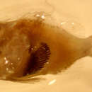 Image of Mushroom scorpionfish
