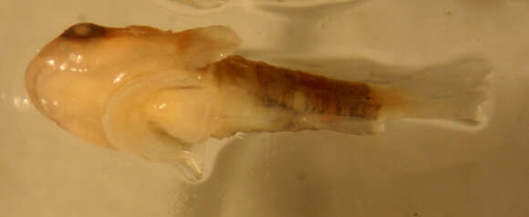 Image of Acyrtus