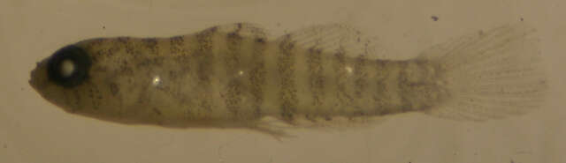 Image of Lythrypnus