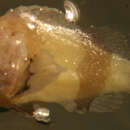 Image of goosehead scorpionfish