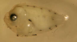 Sivun Syacium papillosum (Linnaeus 1758) kuva