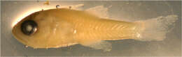 Image of Kurtiformes