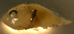 Image of Grass scorpionfish