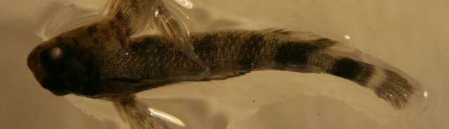 Image of Two-bar triplefin