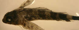 Image of Two-bar triplefin