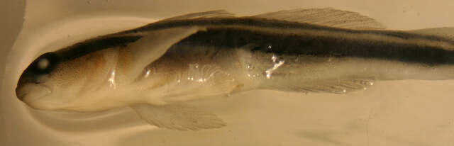 Image of Yellownose goby