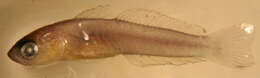 Image of Helen&#39;s dartfish