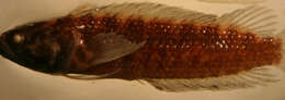 Image of Williams's Blenny