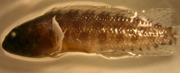 Image of Darksaddle Blenny