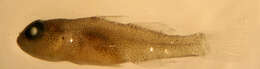 Image of Dwarf Goby