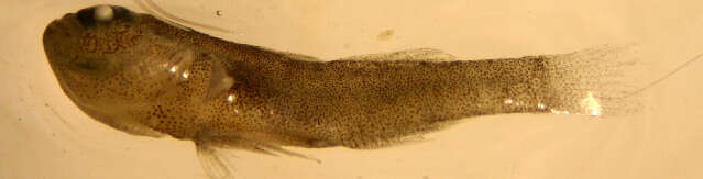 Image of Lythrypnus