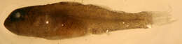 Image of Lythrypnus