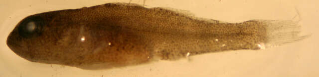 Image of Lythrypnus