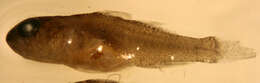 Image of Lythrypnus