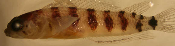 Image of Brokenbar Blenny