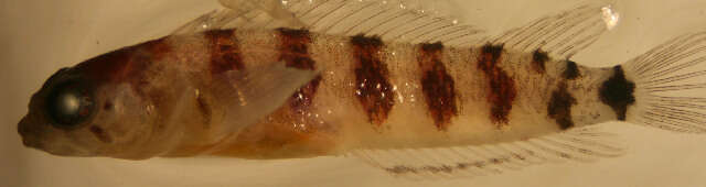 Image of Brokenbar Blenny