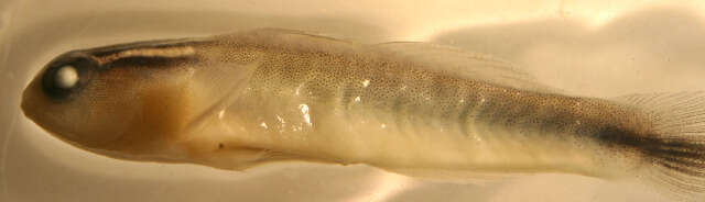 Image of Shortstripe Goby