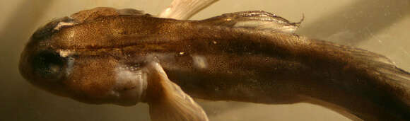 Image of Shortstripe Goby