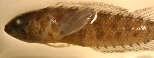 Image of Darksaddle Blenny