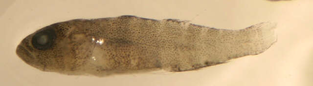 Image of Lythrypnus