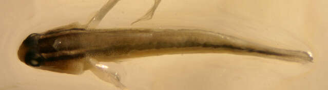 Image of Shortstripe Goby