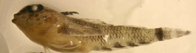 Image of Windward triplefin