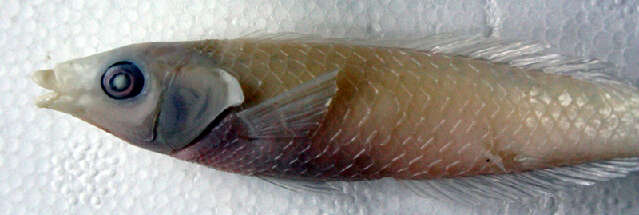 Image of Mombasa pencil wrasse