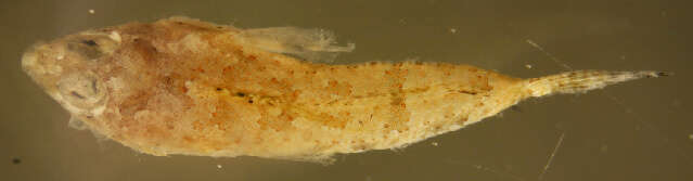 Image of Callionymiformes