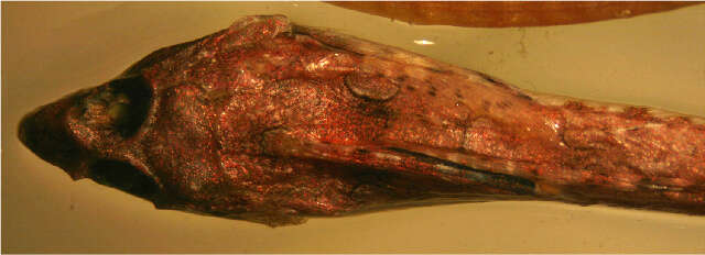 Image of Callionymiformes