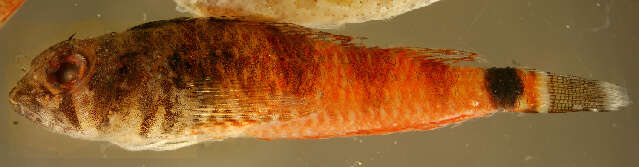 Image of Redbelly triplefin