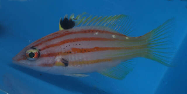 Image of wrasse