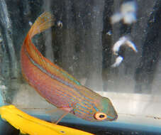 Image of Lavender fairy-wrasse